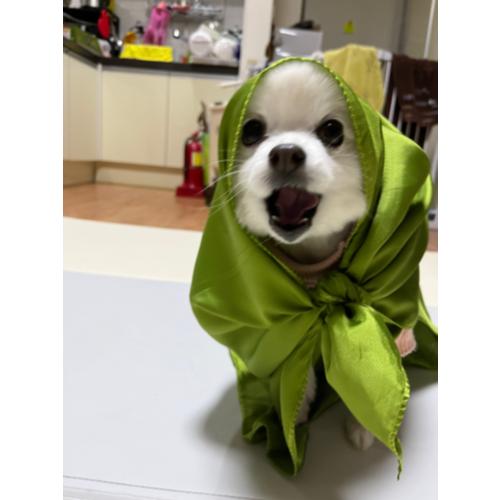 유수연