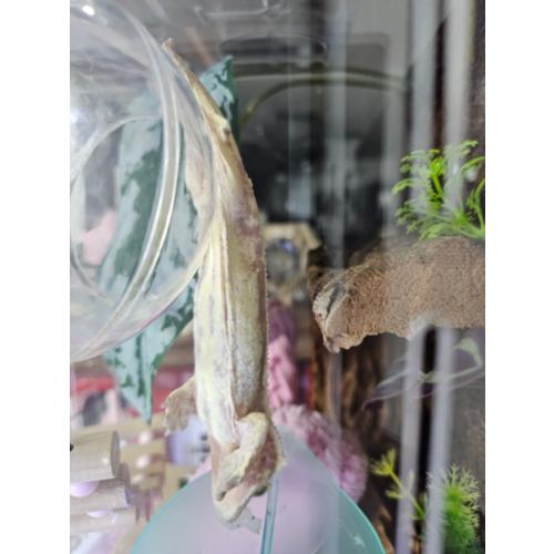 정해용